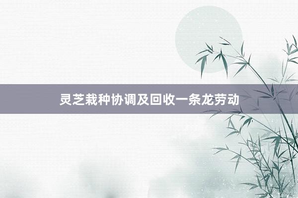 灵芝栽种协调及回收一条龙劳动